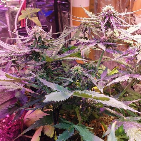 President 47 Auto growlog timeline photo