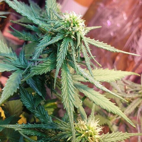 President 47 Auto growlog timeline photo