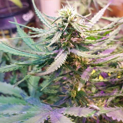 President 47 Auto growlog timeline photo