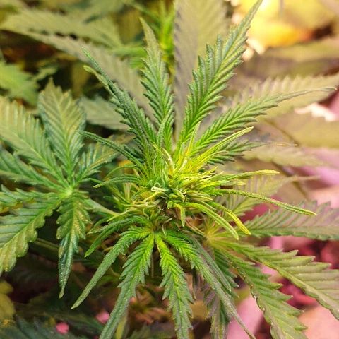 Zkittly Zi Zi growlog timeline photo