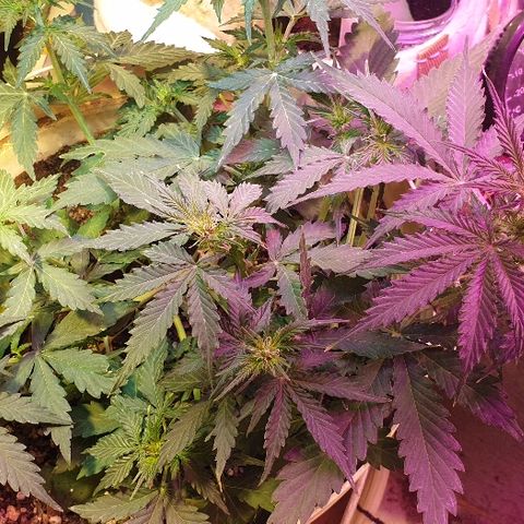 Zkittly Zi Zi growlog timeline photo