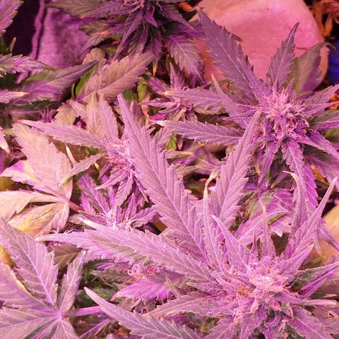 Gelato Samba Auto - Material pot growlog timeline photo