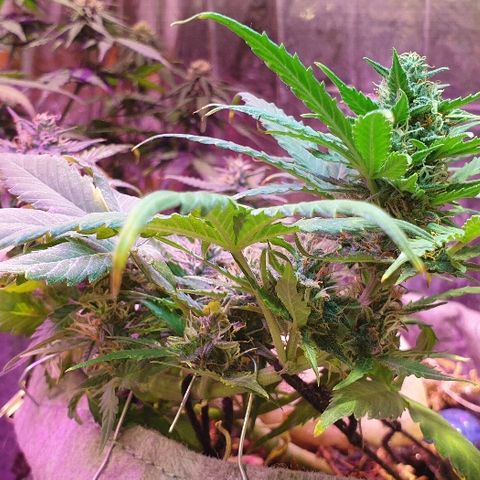 Gelato Samba Auto - Material pot growlog timeline photo