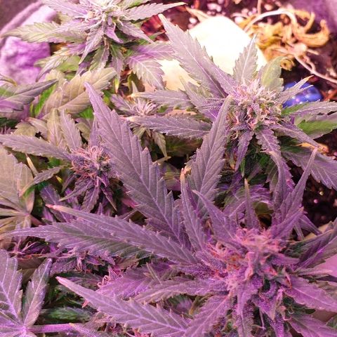 Gelato Samba Auto - Material pot growlog timeline photo