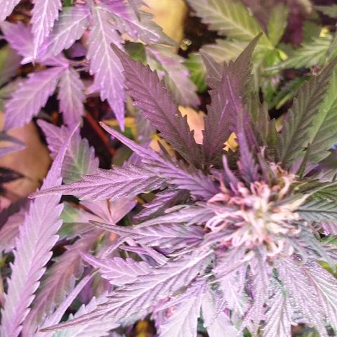 Gelato Samba Auto - Material pot growlog timeline photo