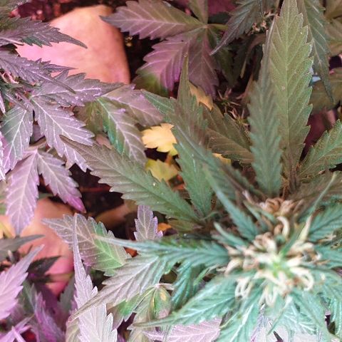 Gelato Samba Auto - Material pot growlog timeline photo