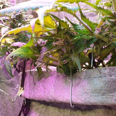 Gelato Samba Auto - Material pot growlog timeline photo