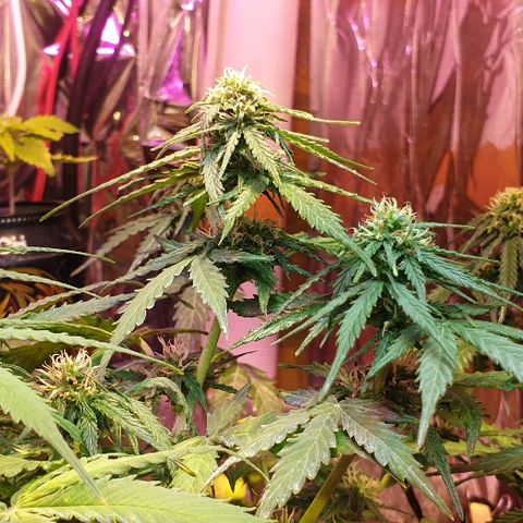 President 47 Auto growlog timeline photo