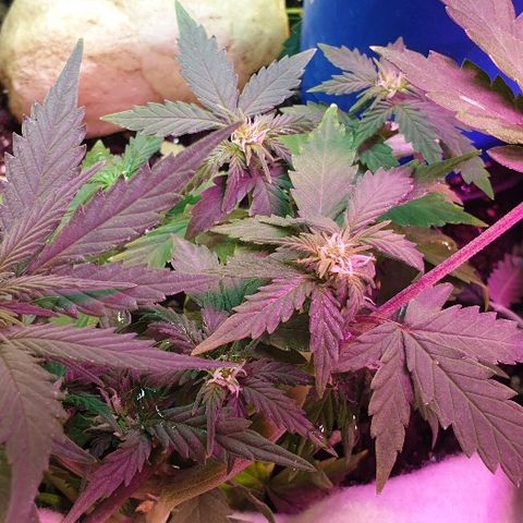 Gorilla Glue  growlog timeline photo