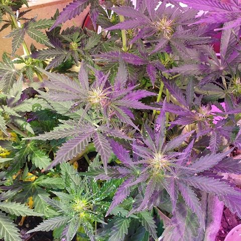 Zkittly Zi Zi growlog timeline photo