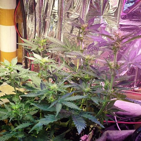 Zkittly Zi Zi growlog timeline photo