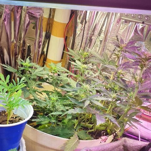 Zkittly Zi Zi growlog timeline photo