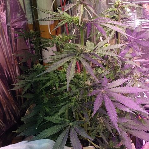 Zkittly Zi Zi growlog timeline photo