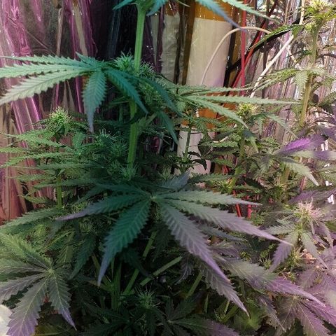 Zkittly Zi Zi growlog timeline photo