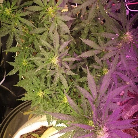 Zkittly Zi Zi growlog timeline photo
