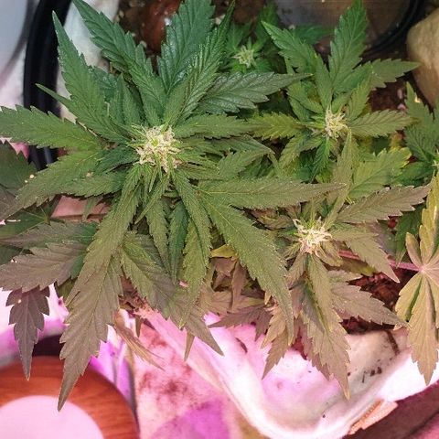 Gorilla Glue  growlog timeline photo
