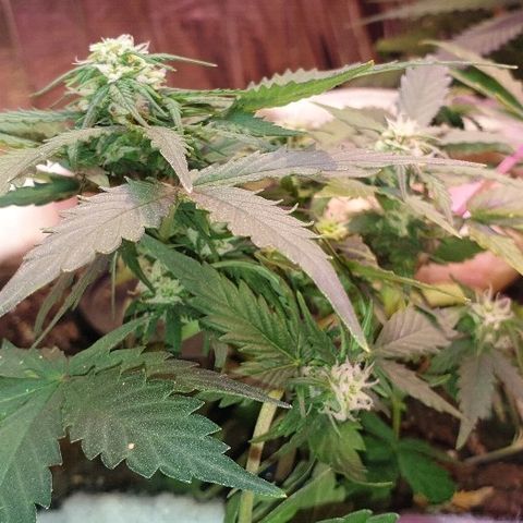 Gorilla Glue  growlog timeline photo