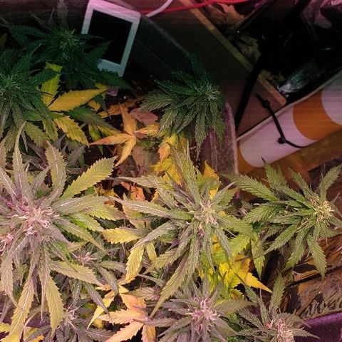 President 47 Auto growlog timeline photo