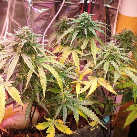 President 47 Auto growlog timeline photo
