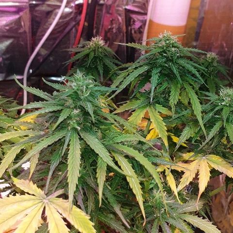 President 47 Auto growlog timeline photo