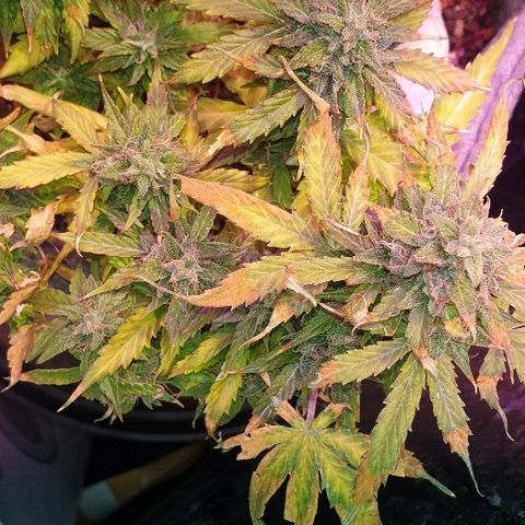 Gelato Samba Auto - Material pot growlog timeline photo