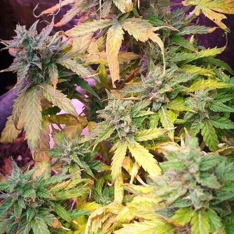 Gelato Samba Auto - Material pot growlog timeline photo