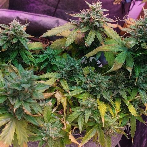 Gelato Samba Auto - Material pot growlog timeline photo