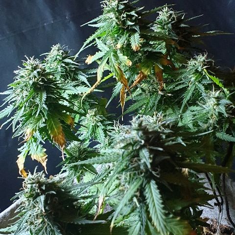 President 47 Auto growlog timeline photo