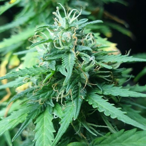 President 47 Auto growlog timeline photo