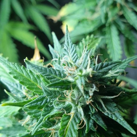 President 47 Auto growlog timeline photo