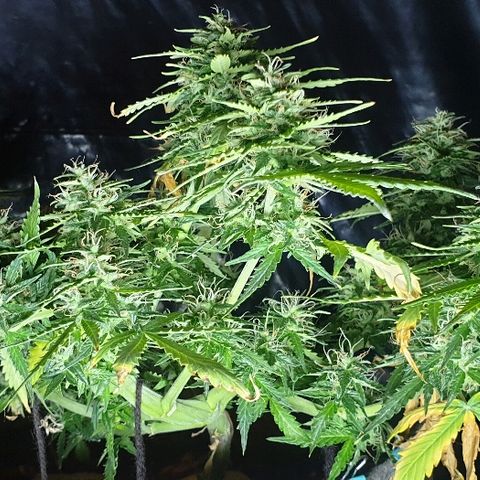 President 47 Auto growlog timeline photo