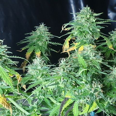 President 47 Auto growlog timeline photo
