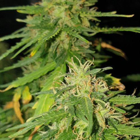 President 47 Auto growlog timeline photo
