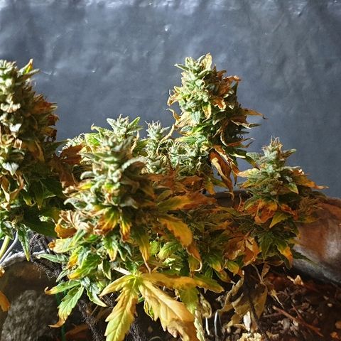 Gelato Samba Auto - Material pot growlog timeline photo
