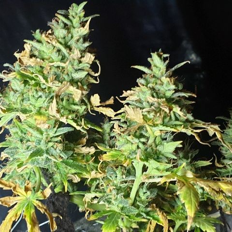 Gelato Samba Auto - Material pot growlog timeline photo