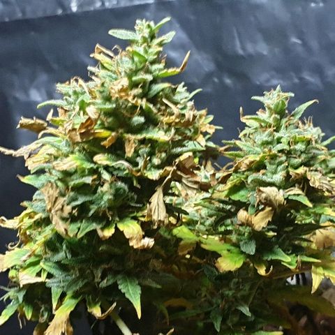 Gelato Samba Auto - Material pot growlog timeline photo