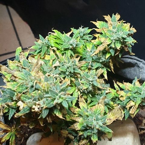 Gelato Samba Auto - Material pot growlog timeline photo