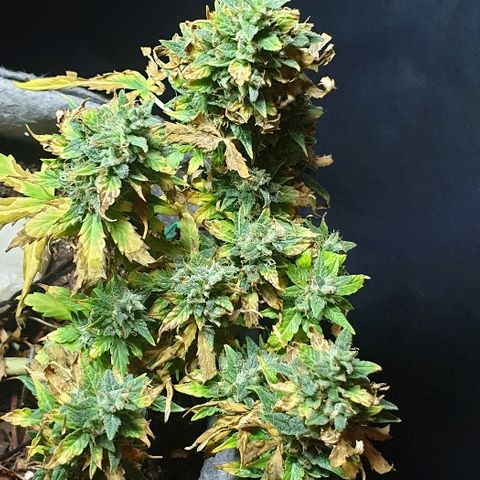 Gelato Samba Auto - Material pot growlog timeline photo