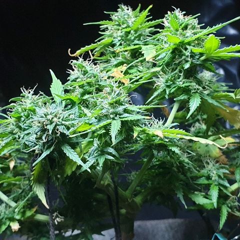 President 47 Auto growlog timeline photo