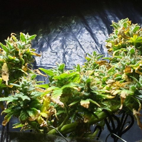 Gelato Samba Auto - Material pot growlog timeline photo