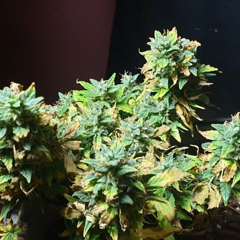 Gelato Samba Auto - Material pot growlog timeline photo