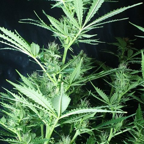 Zkittly Zi Zi growlog timeline photo