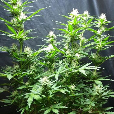 Zkittly Zi Zi growlog timeline photo