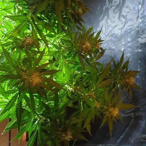 Zkittly Zi Zi growlog timeline photo