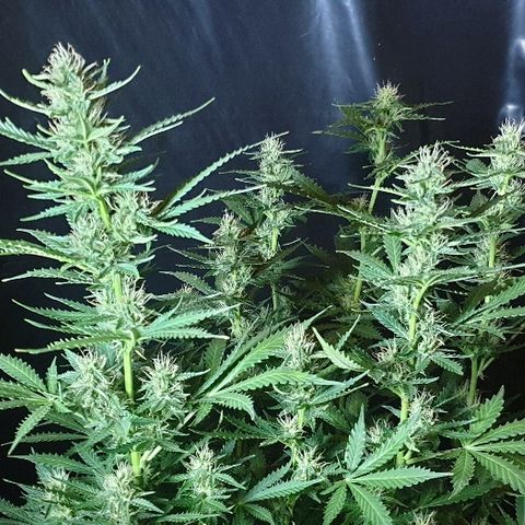 Zkittly Zi Zi growlog timeline photo