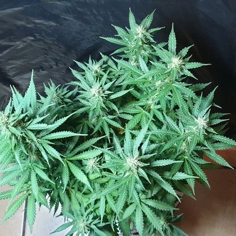 Zkittly Zi Zi growlog timeline photo