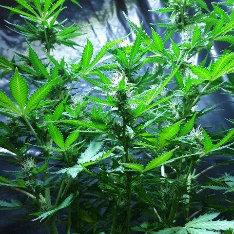 Zkittly Zi Zi growlog timeline photo