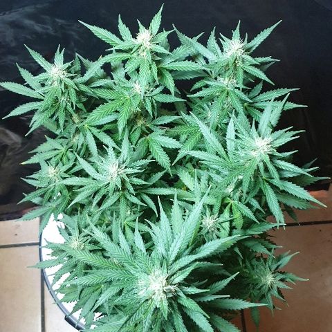Zkittly Zi Zi growlog timeline photo
