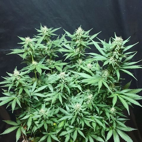 Zkittly Zi Zi growlog timeline photo