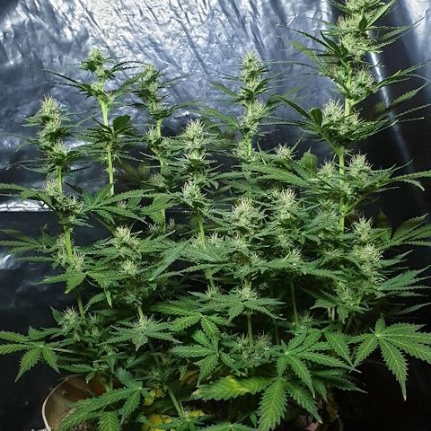 Zkittly Zi Zi growlog timeline photo